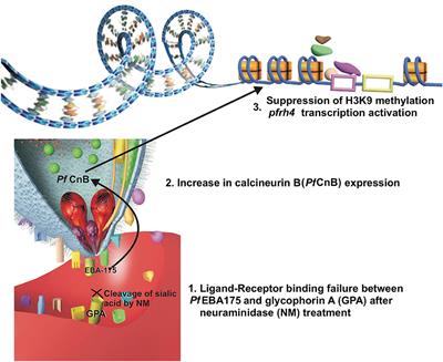 Parasite-Related Genetic and Epigenetic Aspects and Host Factors Influencing Plasmodium falciparum Invasion of Erythrocytes